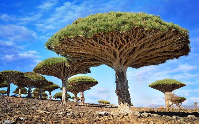 The Dragon Blood Tree in the Socotra Archipelago, Yemen