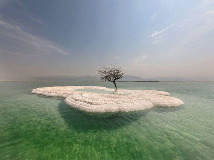 A strange tree growing in the middle of the Dead Sea's salt island.