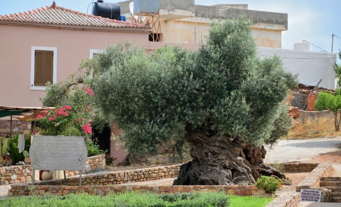 The tree is located in the charming village on the island of Crete.