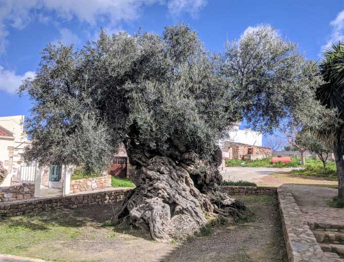 The 3,000-year-old olive tree remains lush and bears delicious fruit.