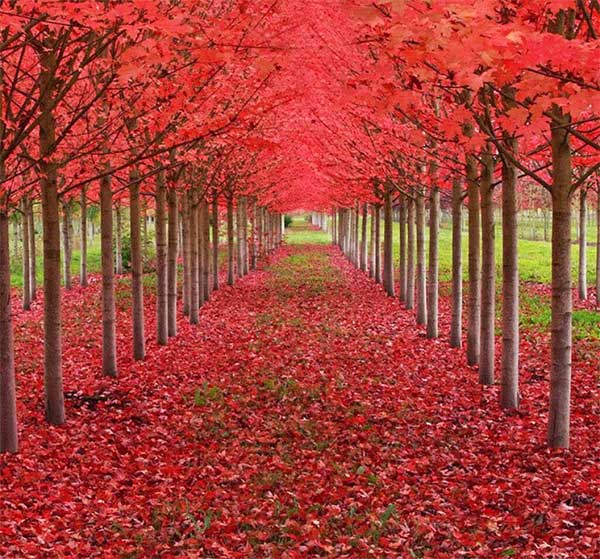 The Vibrant Red Maple Forest in St. Louis, Oregon, USA