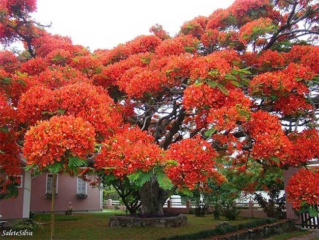 The Flamboyant Tree in Brazil