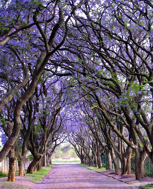 The Jacaranda Tree in Cullinan, South Africa