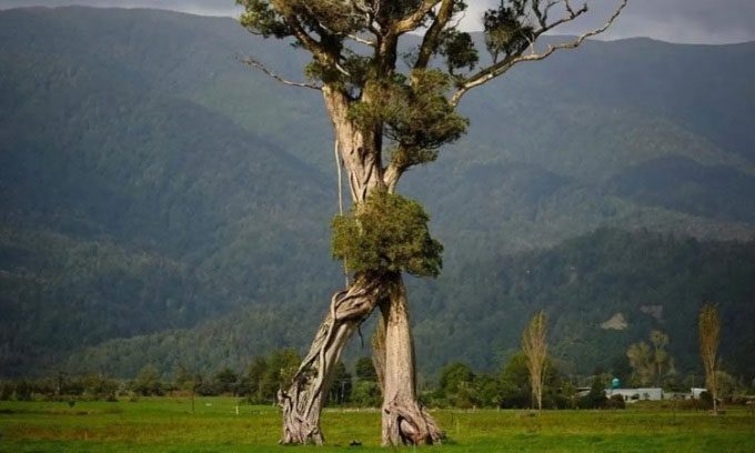 The rata tree has unique roots and branches growing from another tree.