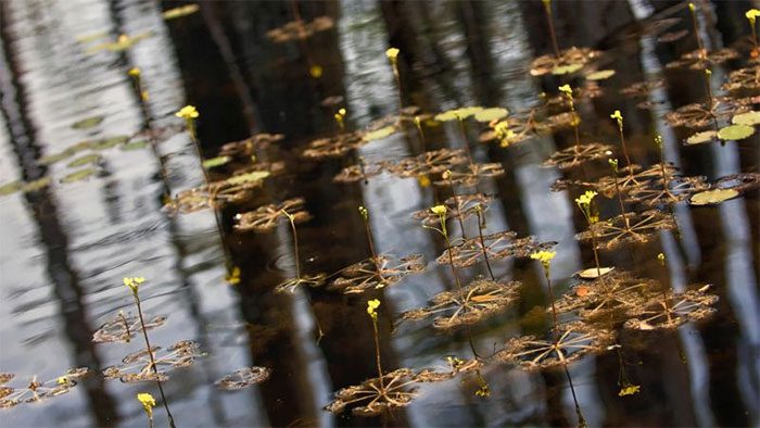 Large Floating Bladderwort