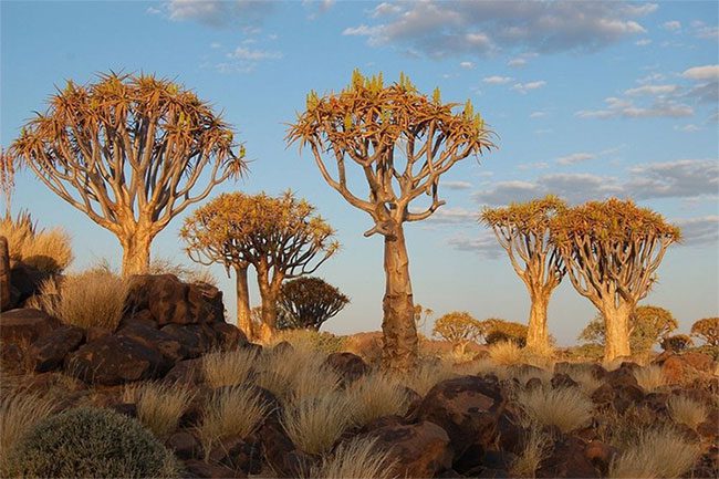 The Quiver Tree in Namibia