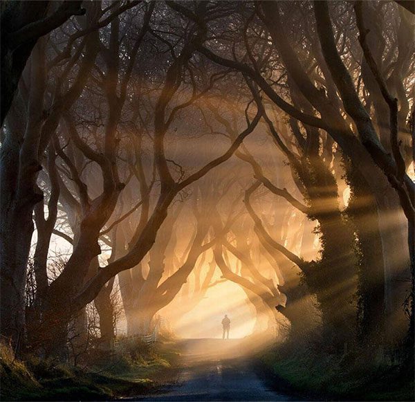 The Dark Hedges of Old Ash Trees near Armoy Village in Northern Ireland