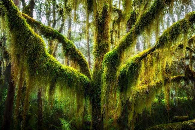 The Moss-Covered Southern Oak in Oregon, USA