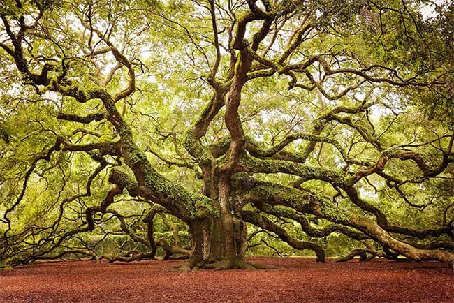 The Angel Oak on Johns Island, South Carolina, USA