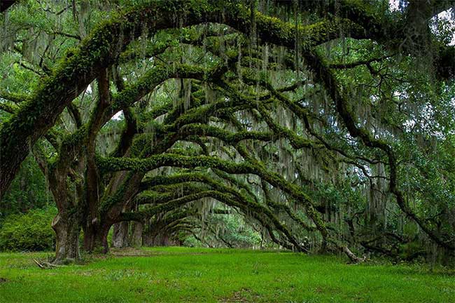 The Avenue of Ancient Oaks in South Carolina, USA