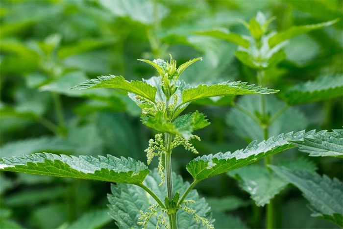 Nettle offers various health benefits