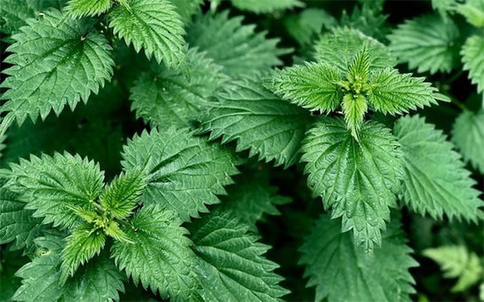 Nettle plant