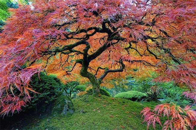 The Japanese Maple in Washington Park, USA