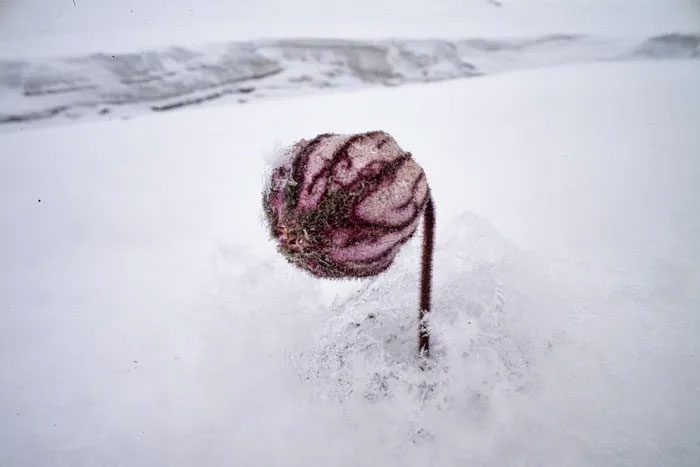 A type of carnation plant growing through the snow.