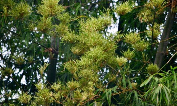 Vietnamese Bamboo: Blooms every 60 - 100 years