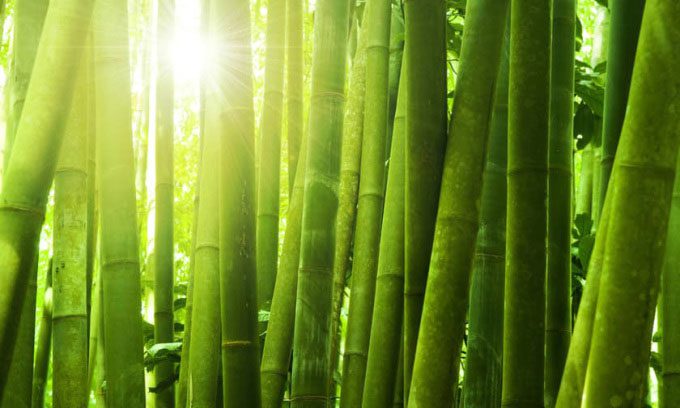 Scientists develop transparent bamboo that is waterproof and fire-resistant