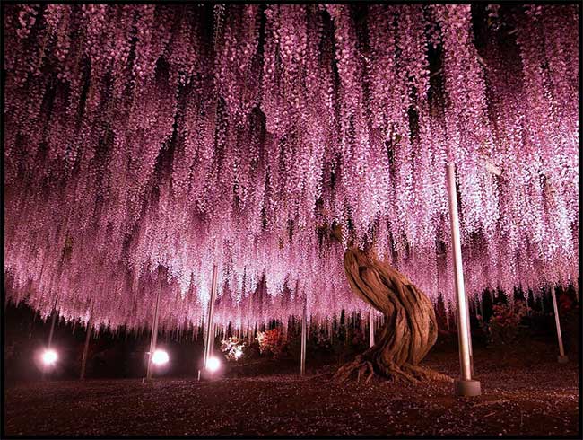 The 144-Year-Old Wisteria at Ashikaga Park, Tochigi, Japan