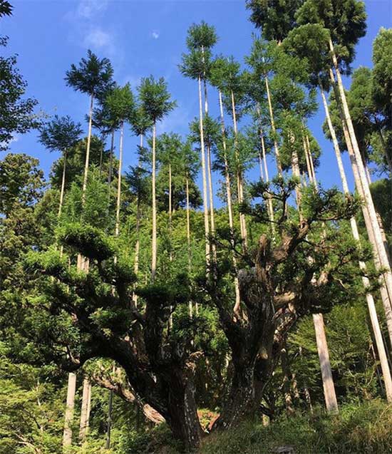 The Daisugi method compared to the coppicing method.