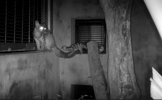 The spotted civet population being monitored 24 hours a day via a camera system.