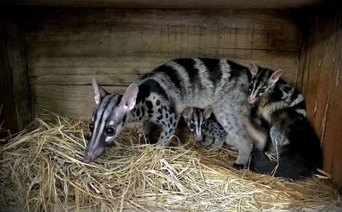 A spotted civet next to its two newborn cubs.