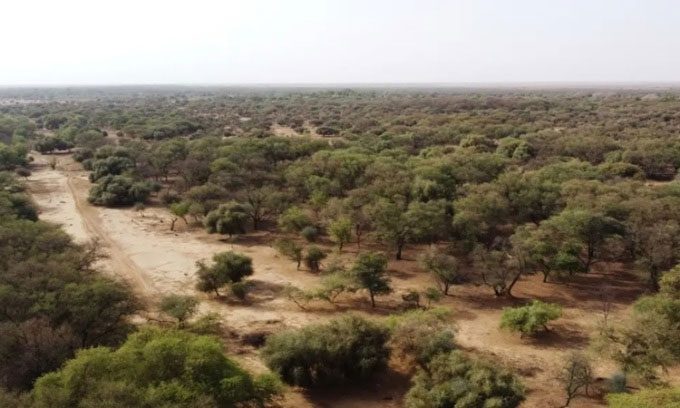 Trees planted in Walalde, Senegal.