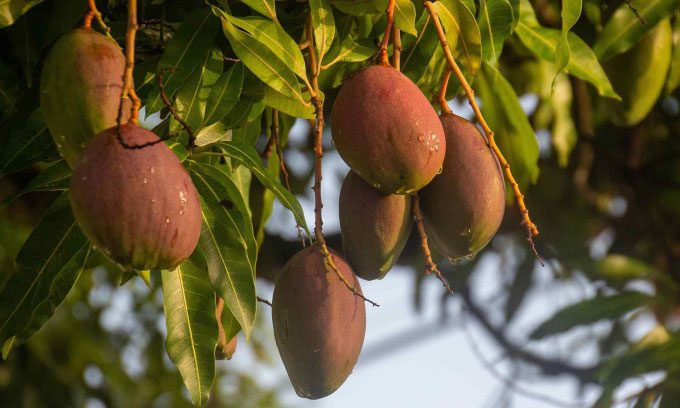 Adding mango scent overwhelms some with its strong aroma