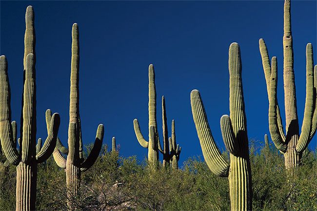 In Some Cases, Liquid from Cacti Can Even Cause Temporary Paralysis.