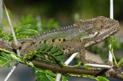 chameleon