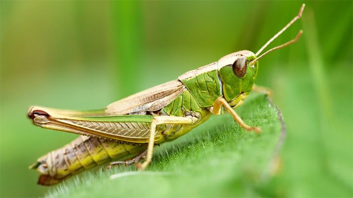 The ancestors of grasshoppers originated from South America