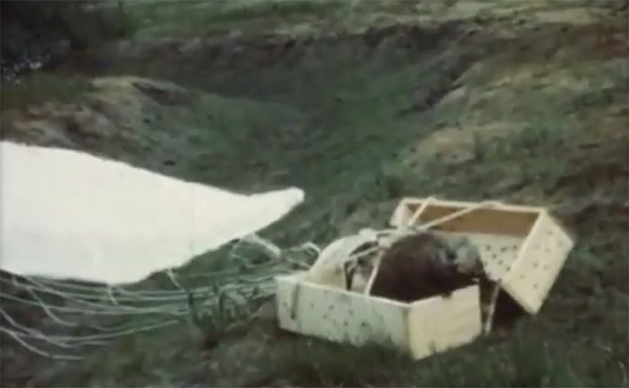 Pairs of beavers were placed into boxes and transported using a single parachute.