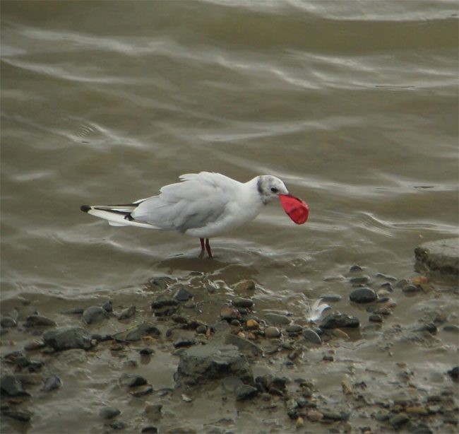 A bird eating a balloon mistaking it for food.