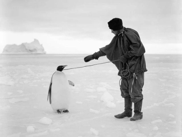 The Great Auk is known as the flightless fat bird.