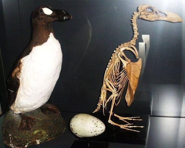 At present, the Great Auk has been declared extinct.