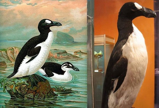 Great Auk, also known as the Arctic Giant Penguin.