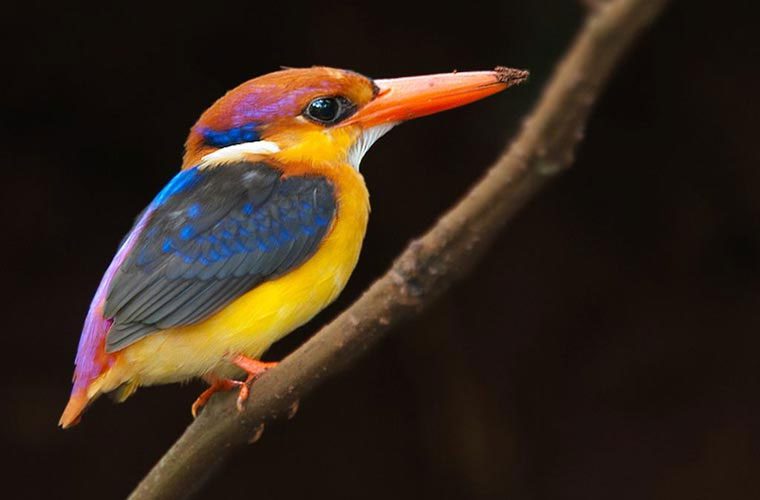 Dwarf Kingfisher