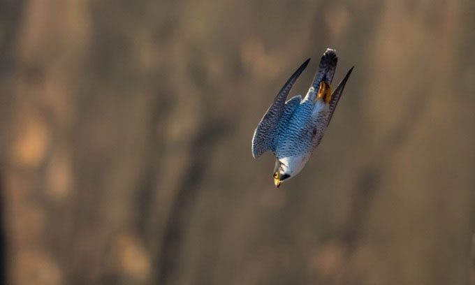 The Peregrine Falcon diving to catch prey.