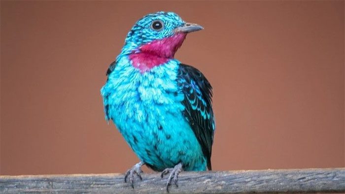 Spotted Cotinga