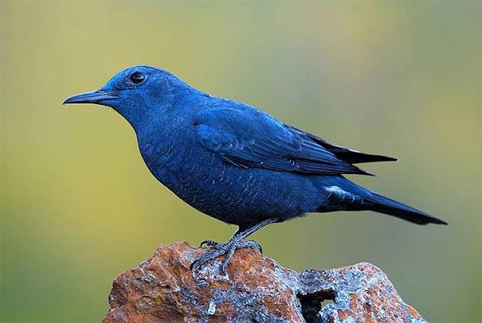 A Blue Rock Thrush