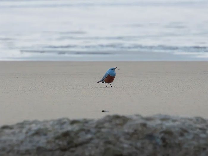 Photo of the Blue Rock Thrush appearing in Oregon, USA