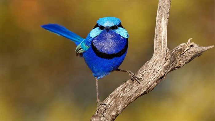 Splendid Fairywren