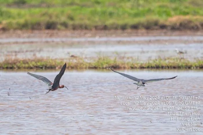 Black-faced Spoonbills hunting for fish in the paddy fields of Phong Điền District, Thừa Thiên Huế Province.