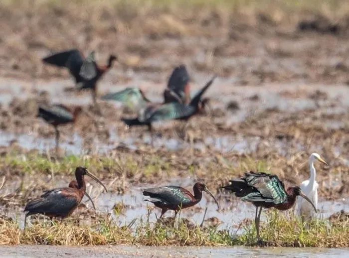 14 Black-faced Spoonbills first discovered in Central Vietnam.