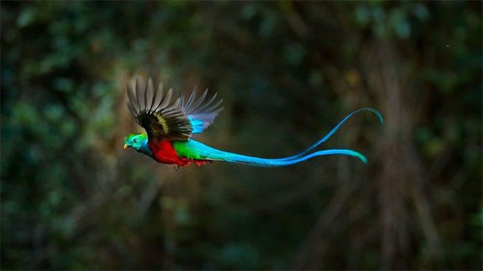 Resplendent Quetzal