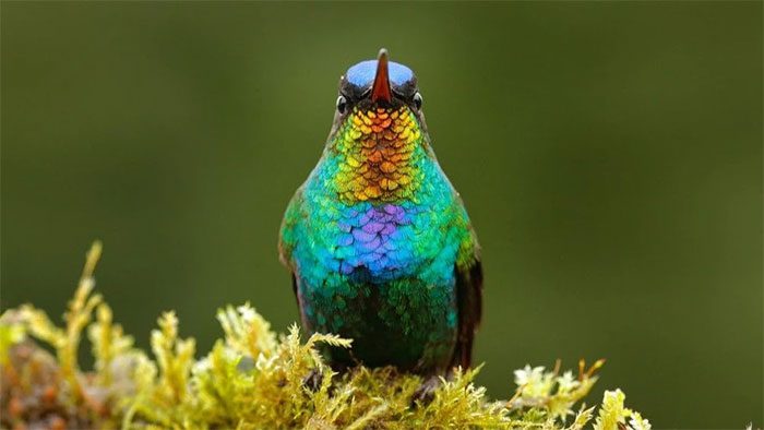 Fire-throated Hummingbird