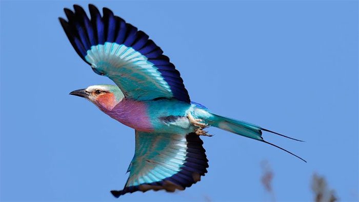 Lilac-breasted Roller