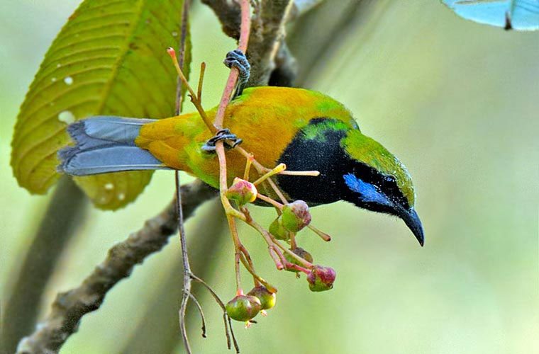 Yellow-bellied Flowerpecker