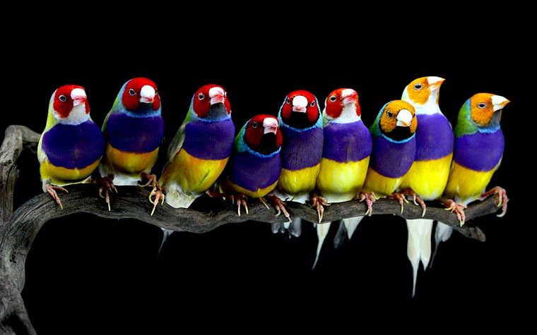 Gouldian Finch