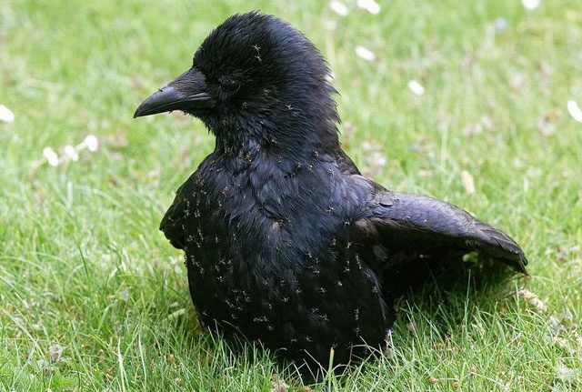 Anting behavior may help birds reduce infection from various parasites.