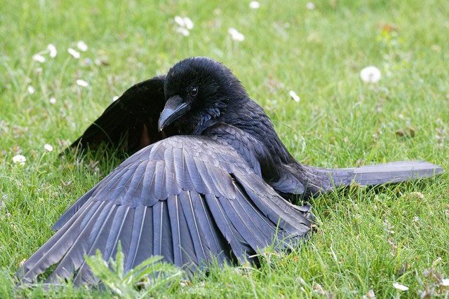 Formic acid also helps soften and detach debris from molted feathers.