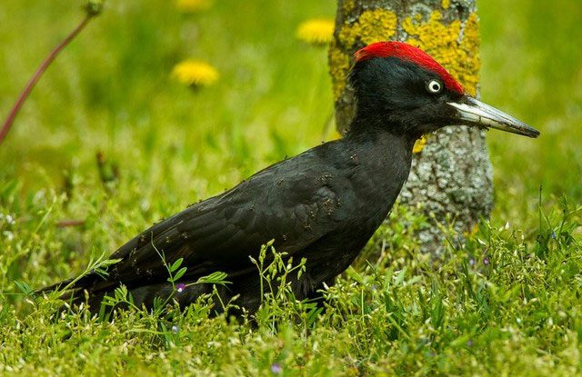 Birds engage in anting to cool down, relieve pain, or soothe their skin.